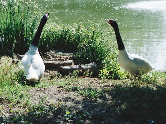  Cigno dal collo nero Cygnus melanocoryphus